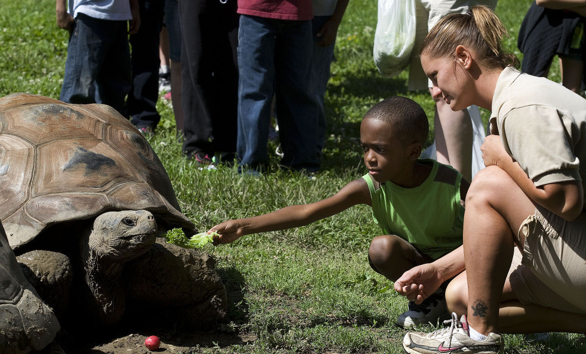 Sam and Ella the giant tortoises